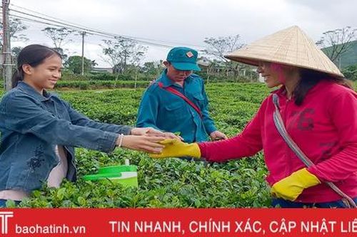Về vùng trồng chè xanh trên đất đỏ miền thượng Kỳ Anh