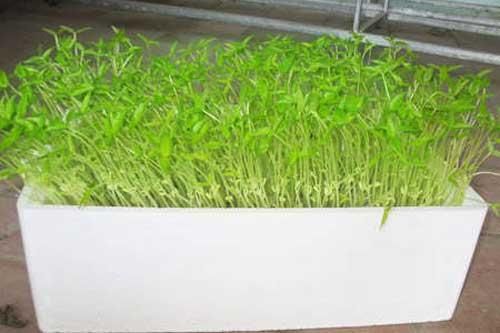 Kỹ thuật trồng rau sạch bằng phương pháp thủy canh