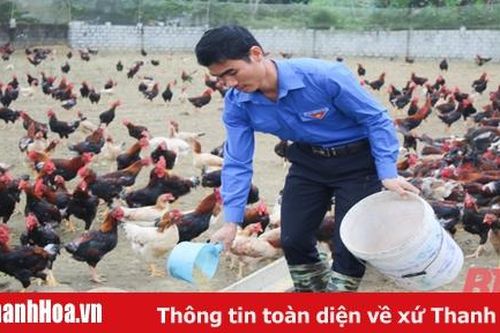 Bí thư chi đoàn làm giàu từ mô hình chăn nuôi gà sạch theo tiêu chuẩn VietGAP