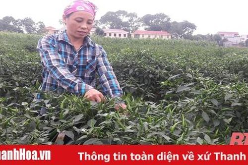 Huyện Yên Định nâng cao hiệu quả sản xuất vụ đông