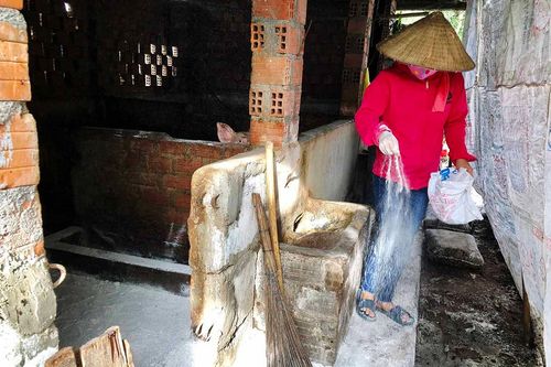 Ayun Pa công bố hết dịch tả heo châu Phi