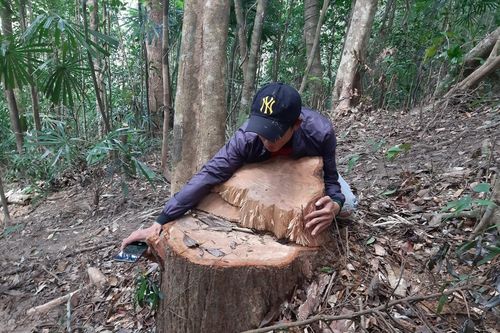 Ia Grai khẩn trương xác minh vụ khai thác gỗ trái phép
