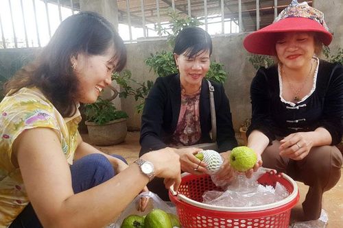 Đan Phượng: Nông dân nâng cao thu nhập nhờ trồng ổi