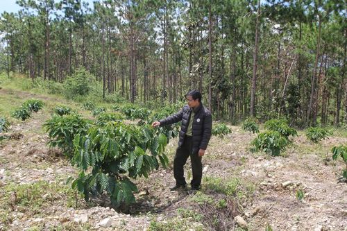 Đức Trọng: Chấm dứt hoạt động và thu hồi dự án gây mất rừng
