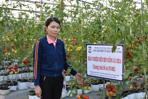 Khảo nghiệm thành công giống cà chua NT10
