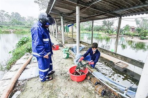 Nguy cơ thiếu giống thủy sản