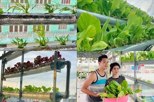 Ghé thăm vườn rau thủy canh trồng trên sân thượng của Thanh Duy - Kha Ly