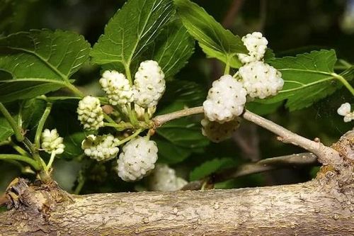 Bài thuốc phòng trị viêm phế quản mùa thu - đông