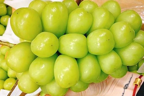 Những điều thú vị về loại nho Nhật 'siêu to', có tiền cũng khó mua được