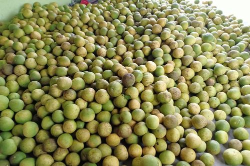 2.000 đồng một quả bưởi Diễn, Đoan Hùng