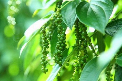 Giá tiêu hôm nay 24/11: Tăng ở Gia Lai, Đồng Nai, giá tiêu thế giới dự đoán tăng cao khi vào vụ mới