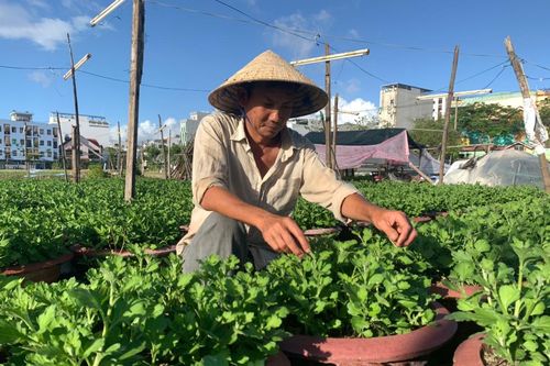 Bảo đảm vụ Tết của bà con nông dân sau bão lũ
