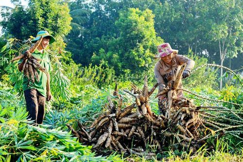 Tìm ra giống sắn kháng bệnh khảm lá
