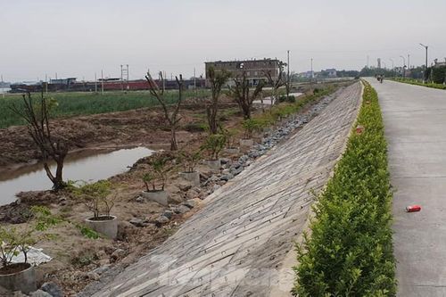 Vụ Quản lý Đê điều lên tiếng vụ trồng cây lâu năm xâm phạm đê sông Đáy