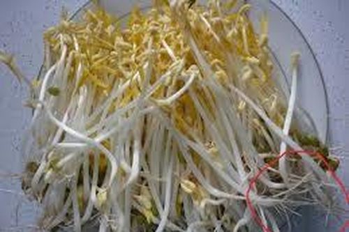 Cách lựa chọn giá đỗ không chứa chất tăng trưởng
