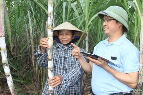 Công ty CP Mía đường Sông Con: Đột phá từ chuyển đổi diện tích đất trồng mía