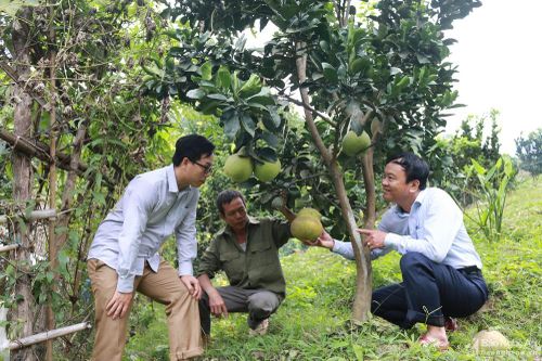 Nhân rộng phong trào nông dân sản xuất, kinh doanh giỏi ở Tương Dương