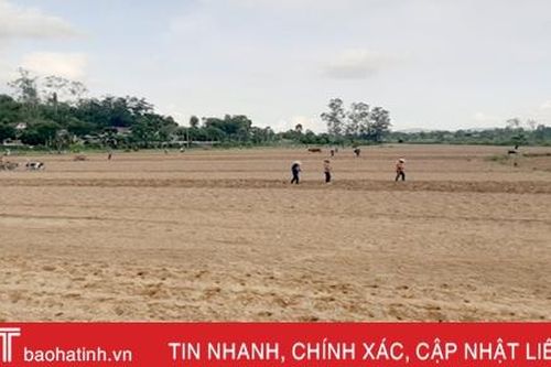 Sản xuất vụ đông ở Hà Tĩnh đạt trên 41% kế hoạch