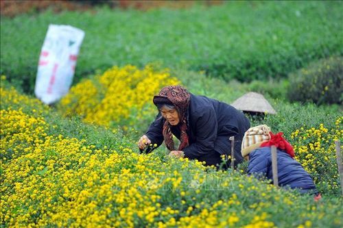 Rực rỡ cánh đồng hoa cúc chi