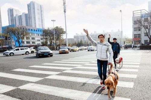 Chó dẫn đường cho người khiếm thị tại Trung Quốc hiếm hơn cả gấu trúc