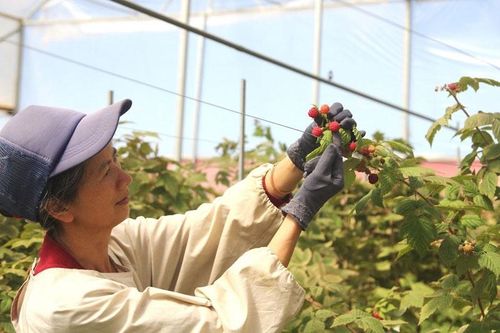Doanh nghiệp, HTX phải được đặt đúng vị thế trong phát triển chuỗi giá trị