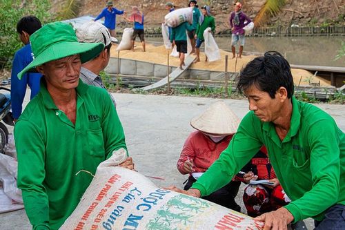 Giá lúa gạo hôm nay ngày 24/11: Giá lúa gạo bất ngờ quay đầu giảm