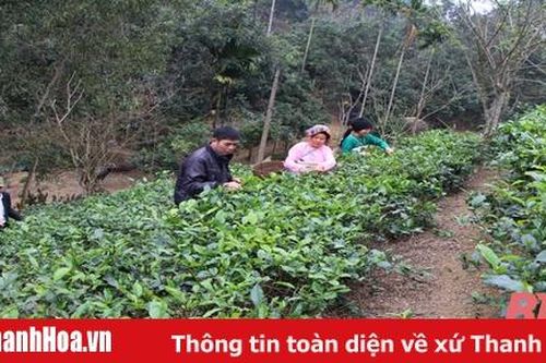 Khôi phục và phát triển cây chè truyền thống