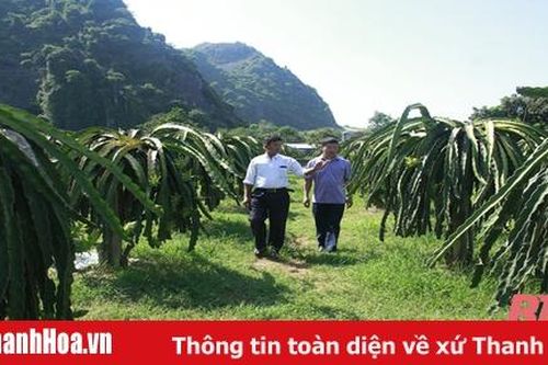 Phát triển cây thanh long ruột đỏ ở thị xã Bỉm Sơn