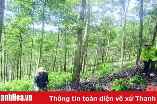 Thu tiền dịch vụ môi trường rừng đạt 175 tỷ đồng