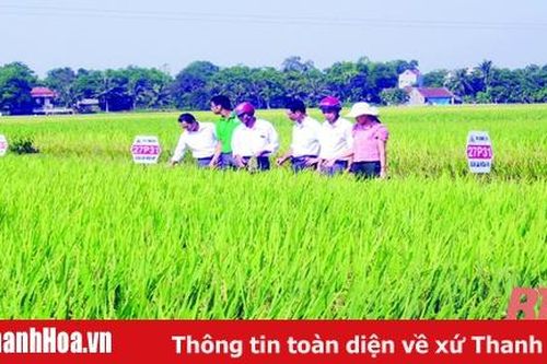 Phát triển lúa gạo gắn với chế biến và tiêu thụ