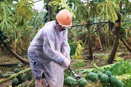 Sinh kế sau bão lũ: Xanh lại vựa rau miền Trung