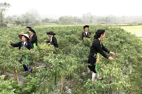 Sơn Dương xóa nghèo bền vững