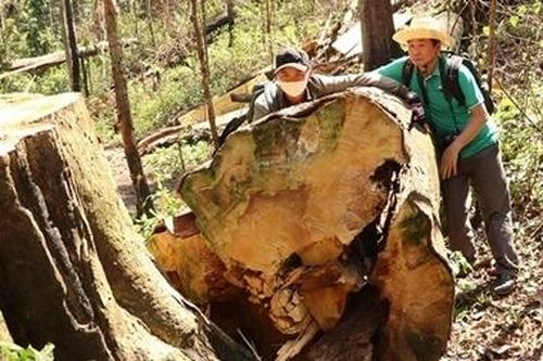 Rừng bạch tùng hàng trăm năm tuổi bị cưa hạ