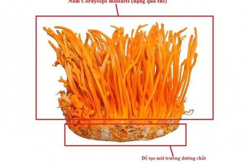 Cách hiểu khoa học về nấm Đông trùng hạ thảo