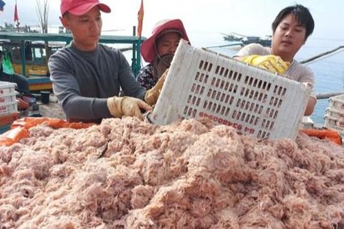 Hà Tĩnh: Ngư dân trúng đậm tép biển