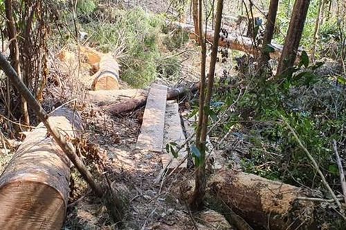 Lâm Đồng: Điều tra, xử lý nghiêm vụ phá rừng