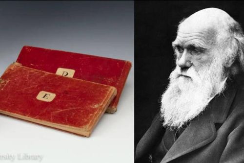 Đại học Cambridge thừa nhận 2 cuốn sổ tay Darwin đã bị đánh cắp