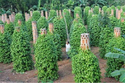 Giá tiêu hôm nay 25/11: Tăng giảm trái chiều ở Tây Nguyên, dự báo nhu cầu thế giới đang giảm