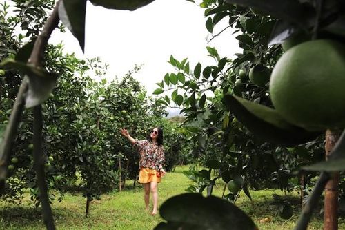 Du lịch nông nghiệp, nông thôn: Tránh phát triển theo phong trào