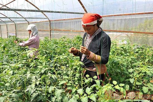 Đề xuất các vùng đặc biệt khó khăn để người lao động có thể nghỉ hưu sớm