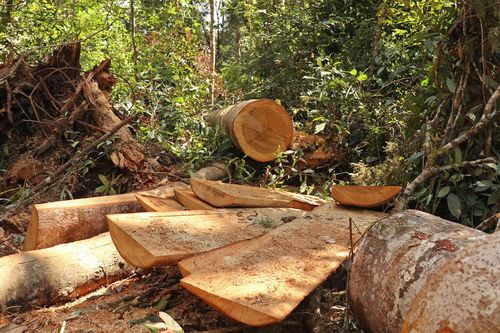 Lâm Đồng 'hỏa tốc' chỉ đạo điều tra, xử lý vụ rừng bạch tùng trăm tuổi bị cưa hạ