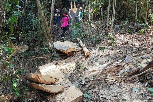 Lâm Đồng: Phát hiện hàng chục cây cổ thụ trăm tuổi bị đốn hạ trái phép