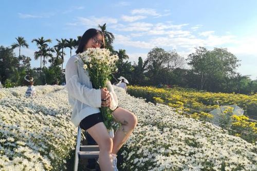Giới trẻ ở Hải Phòng đổ xô check-in vườn cúc họa mi