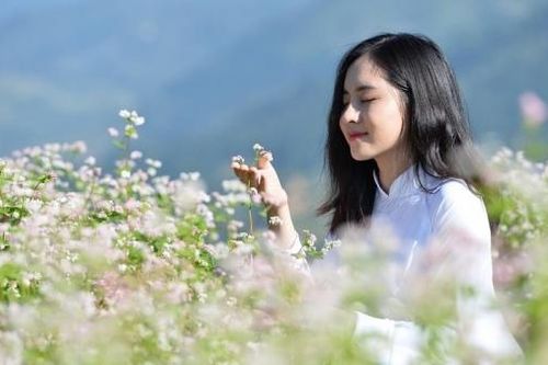3 địa điểm săn hoa tam giác mạch đẹp hút hồn cho dân mê xê dịch
