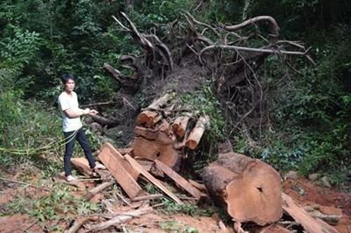 Đã bắt được 3 lâm tặc vào rừng cắt hạ nhiều cây gỗ quý hiếm