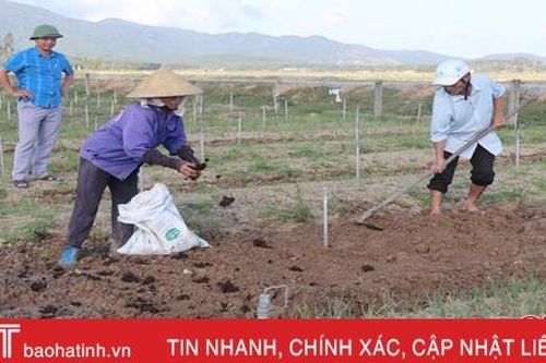 Nông dân Can Lộc làm lại vụ đông sau mưa lũ