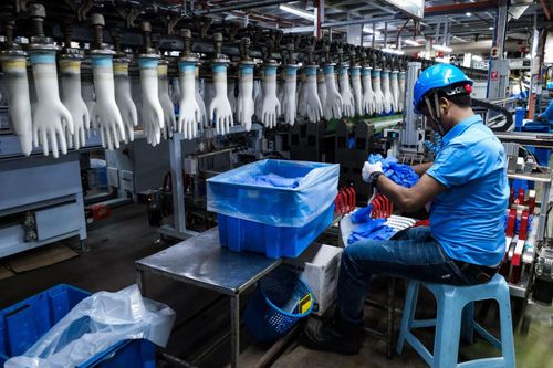 Top Glove dự báo giá găng tay cao su sẽ tăng cao do thiếu hụt nguồn cung