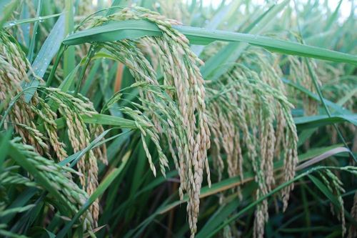 Giá lúa gạo hôm nay ngày 25/11: Giá nếp giảm nhẹ