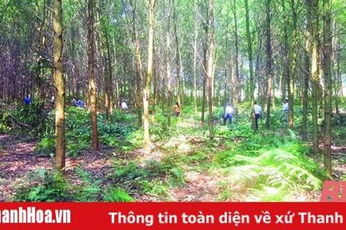 Phát triển bền vững ngành lâm nghiệp tỉnh Thanh Hóa