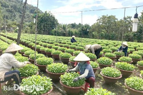 Các vùng trồng hoa vào vụ Tết